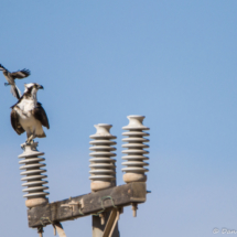 The Osprey & The Mockingbird-03