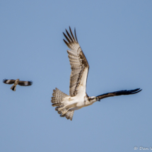 The Osprey & The Mockingbird-04