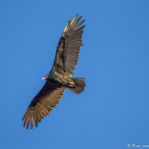 Turkey Vulture in Flight-01