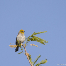 Verdin-01