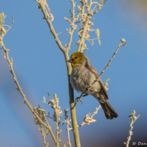 Verdin-04