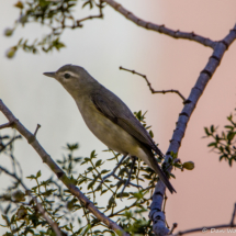 Warbling Vireo-01