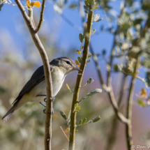 Warbling Vireo-02