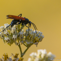 Wasp-01