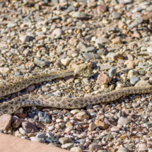 Western Diamondback Rattlesnake-01