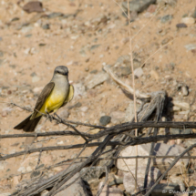 Western Kingbird-01
