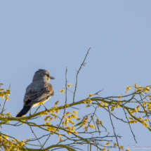 Western Kingbird-02