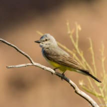 Western Kingbird-03