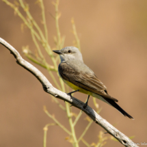 Western Kingbird-04