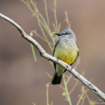 Western Kingbird-06