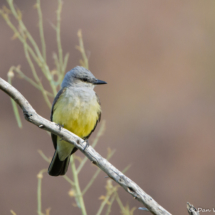 Western Kingbird-07