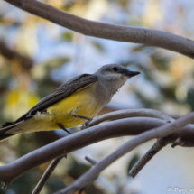 Western Kingbird-10