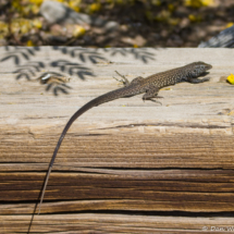Western Whiptail-01