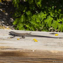 Western Whiptail-02
