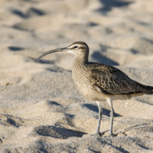 Whimbrel-01