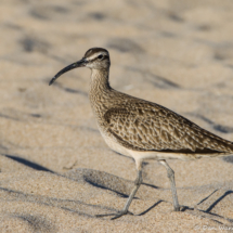 Whimbrel-02