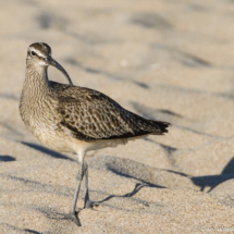 Whimbrel-03