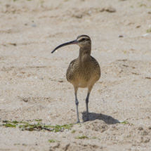 Whimbrel-06