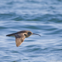 Whimbrel in Flight-Adult Hudsonion-01