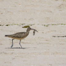Whimbrel with Fish-01