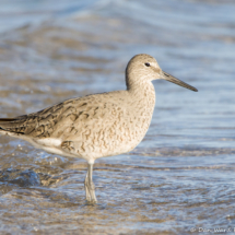 Willet-05