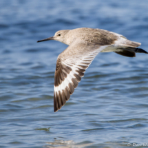 Willet in Flight-01