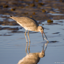Willet with a Fish-01 (2)