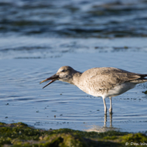Willet with a Fish-02