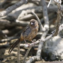 Abert's Towhee-01