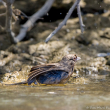 Abert's Towhee-03