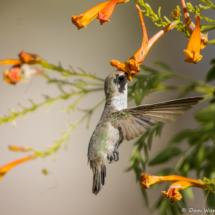 Anna's Hummingbird-01