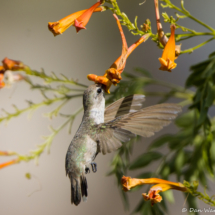 Anna's Hummingbird-02