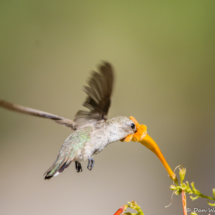 Anna's Hummingbird-03