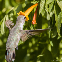 Anna's Hummingbird-05
