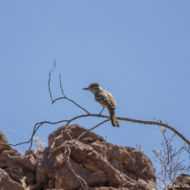 Ash-throated Flycatcher-01