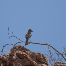 Ash-throated Flycatcher-02