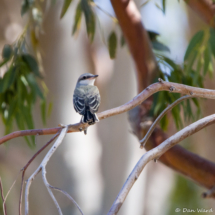 Ash-throated Flycatcher-02