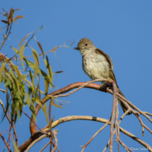 Ash-throated Flycatcher-05