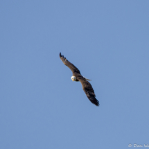 Bald Eagle in Flight-01