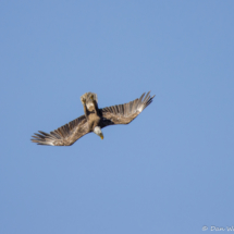 Bald Eagle in Flight-02