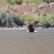 Bald Eagle in Flight-03