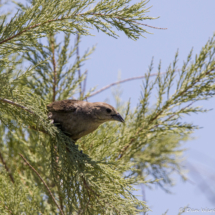 Brown-headed Cowbird-01