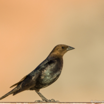 Brown-headed Cowbird-01