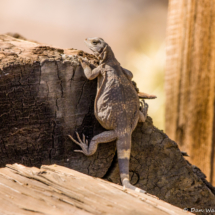 Common Chuckwalla Lizard-03
