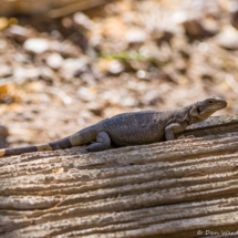 Common Chuckwalla Lizard-05