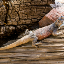 Common Chuckwalla Lizard-08