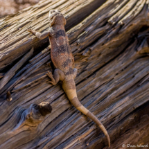 Common Chuckwalla Lizard-09