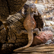 Common Chuckwalla Lizard-10