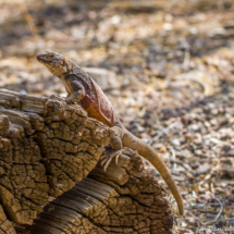 Common Chuckwalla Lizard-11