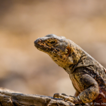 Common Chuckwalla Lizard-12